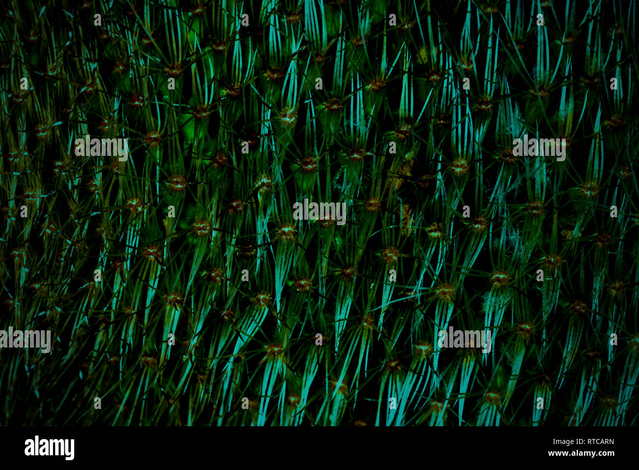 La texture des cactus closeup vert foncé, image de fond Banque D'Images