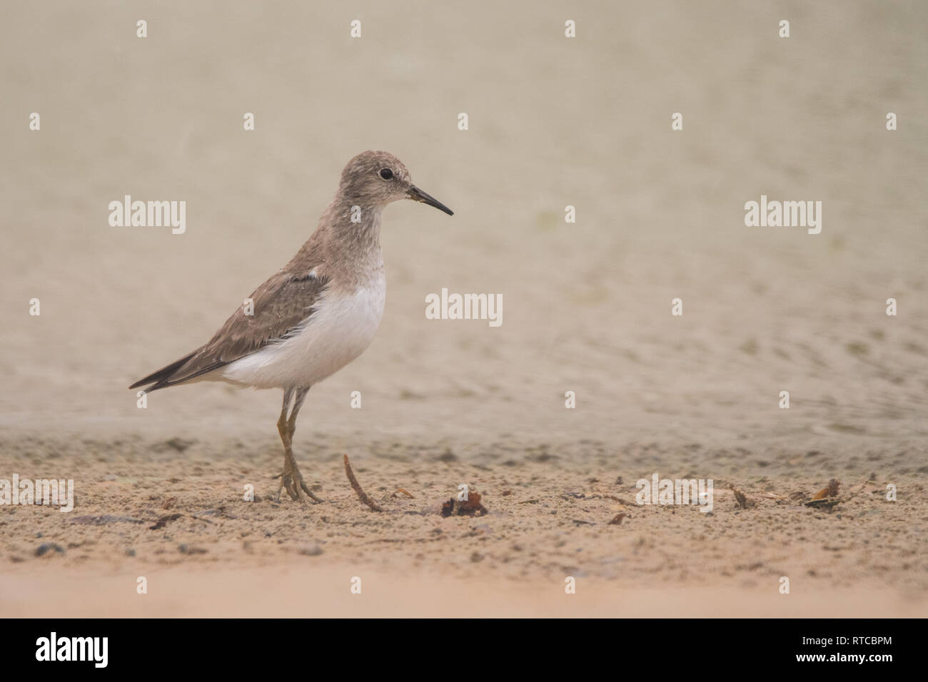 Le travail de Temminck (Calidris temminckii). Al Qudra lake. Emirats Arabes Unis Banque D'Images