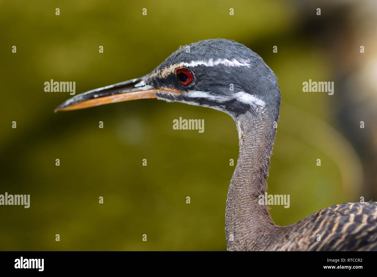 Head shot of a sun petit blongios (eurypyga helias) Banque D'Images