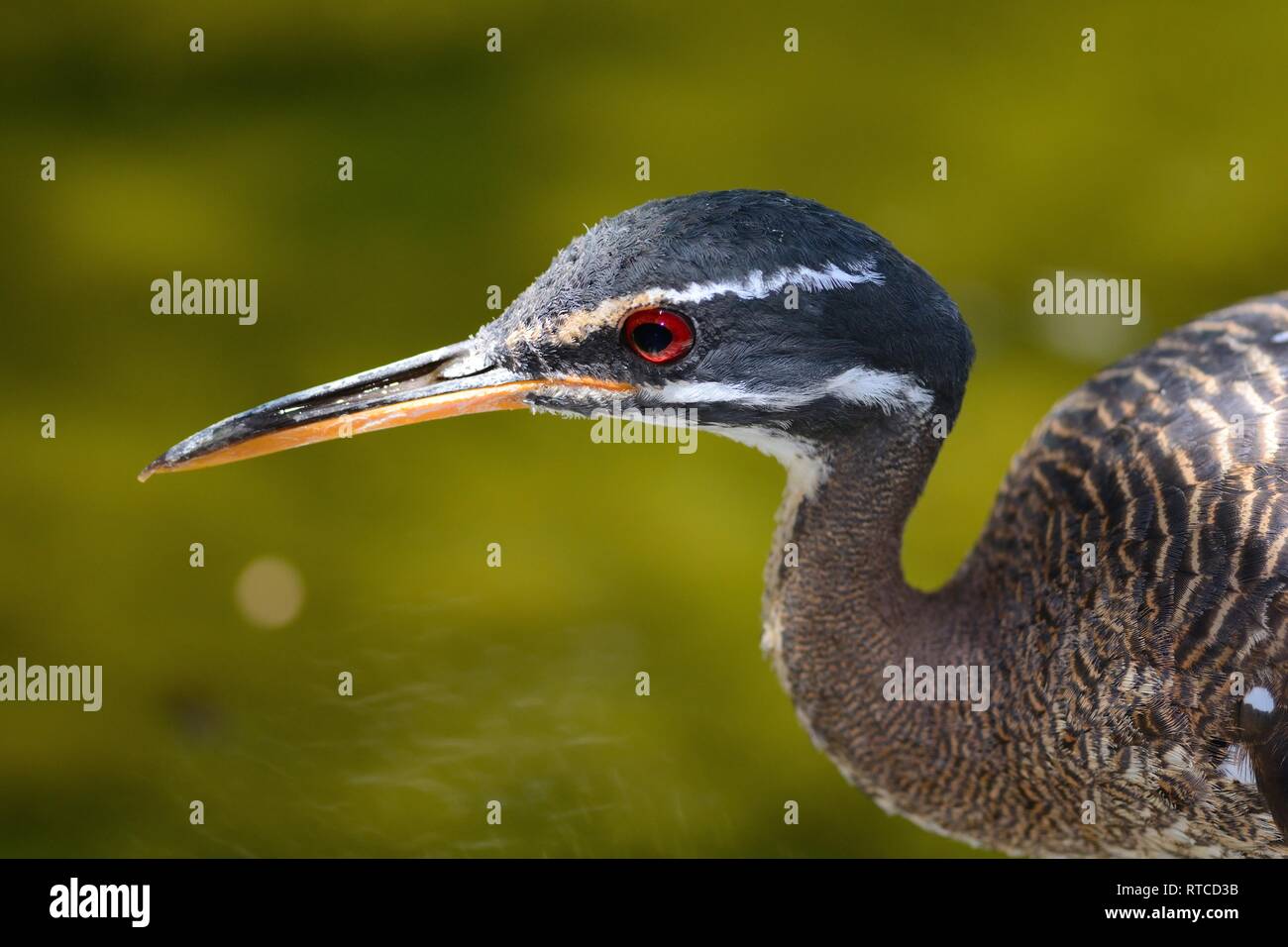 Head shot of a sun petit blongios (eurypyga helias) Banque D'Images