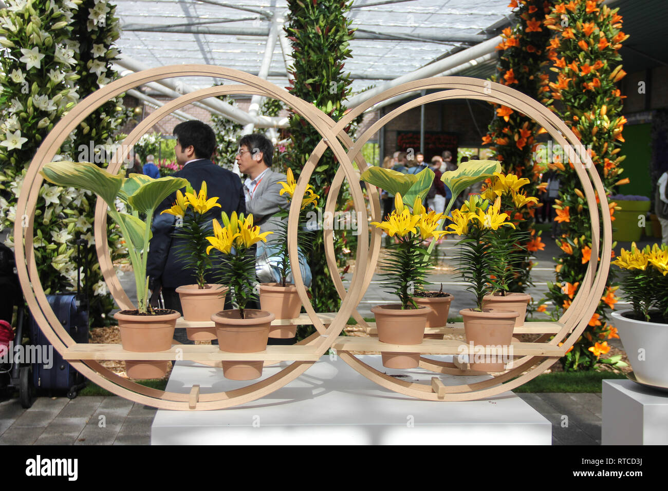 Lisse, Pays-Bas, Holland - Mai 2016 : Asie touristes marchant derrière de beaux lis jaune composition de fleurs en pots au printemps dans le Keukenhof flo Banque D'Images