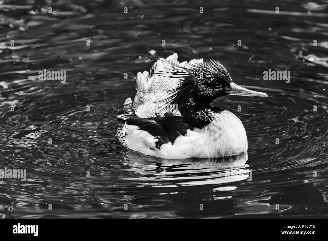 Harle couronné Harle écailleuse verso chinois Canard Male Mergus squamatus Natation des reflets violets Seattle Washiington Banque D'Images