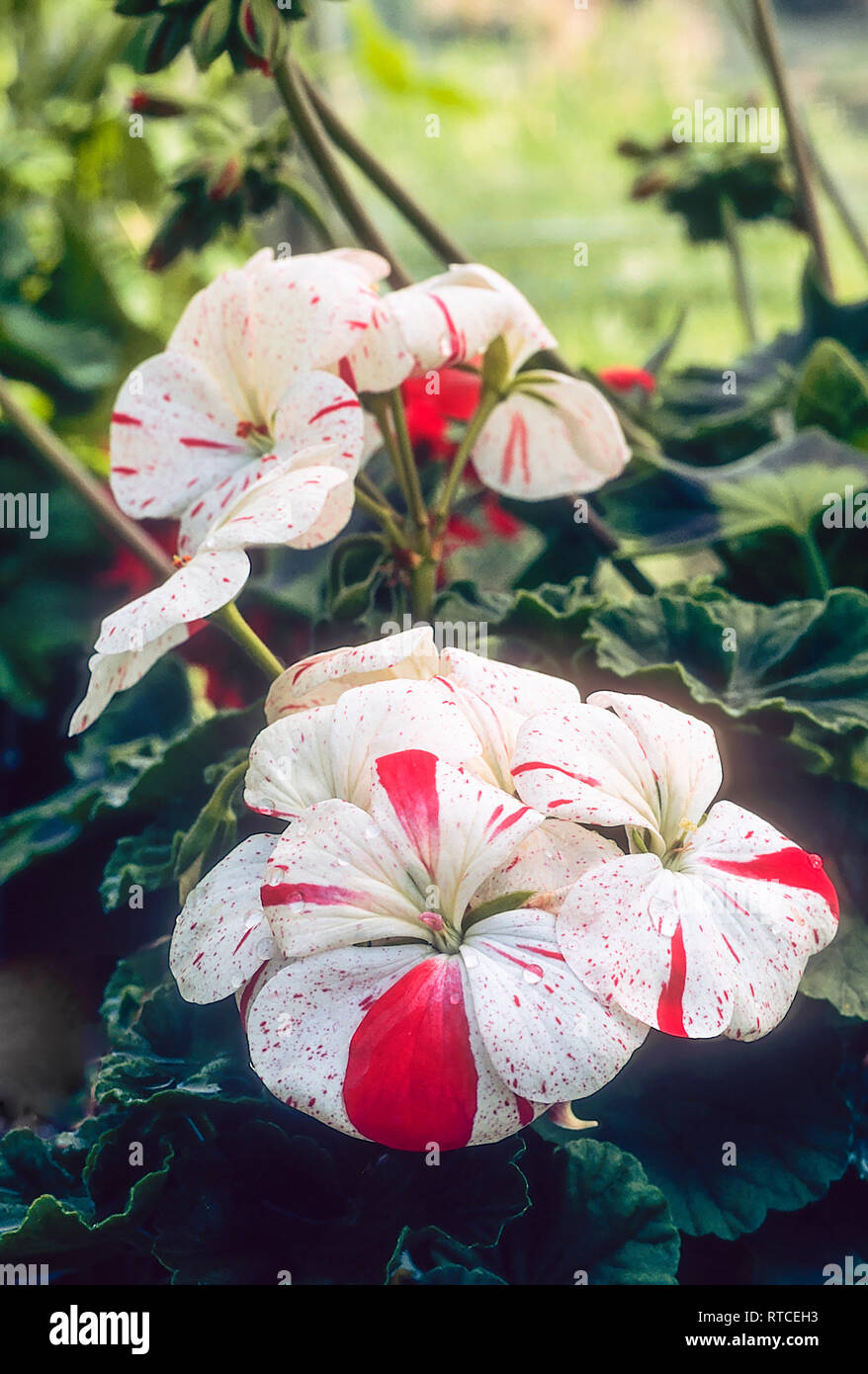 Pélargonium blanc c'est une coquille de pelargonium miniature qui est blanc avec marquages rouges, est une plante vivace à feuilles persistantes et de gel offres Banque D'Images