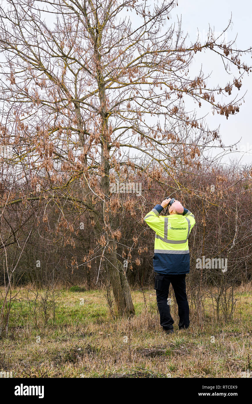 Au cours de l'examen d'experts d'arbres d'une éventuelle infestation par le longicorne asiatique à Magdebourg Banque D'Images