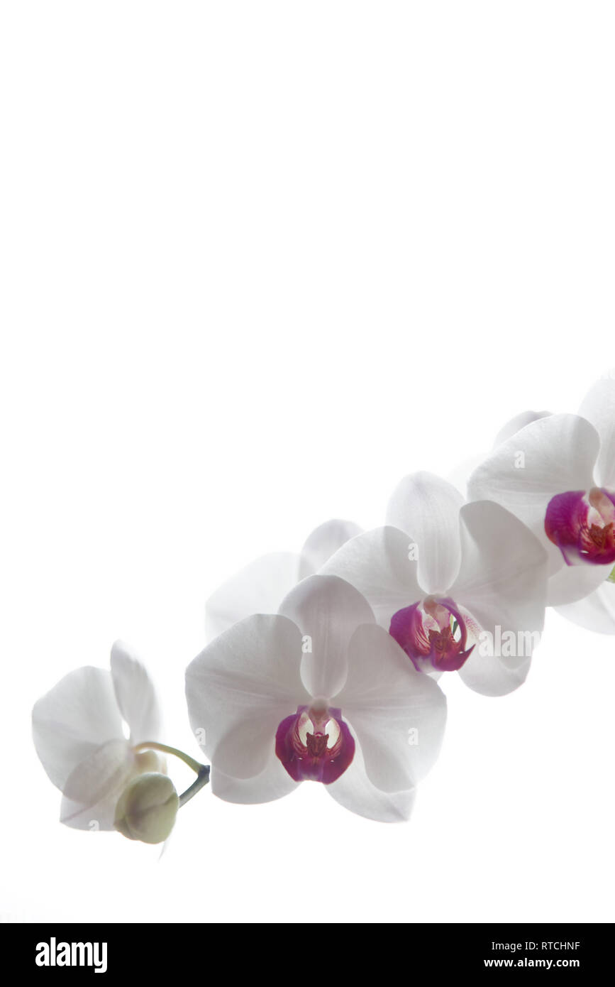 Orchidée Phalaenopsis blanche (espèce d'Orchid) avec centre rose sur un fond blanc. Banque D'Images