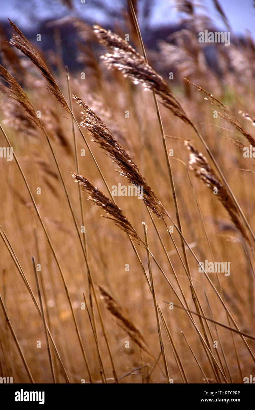 Lames de roseaux dans les marais à Talkin Tarn, Cumbria, Royaume-Uni Banque D'Images