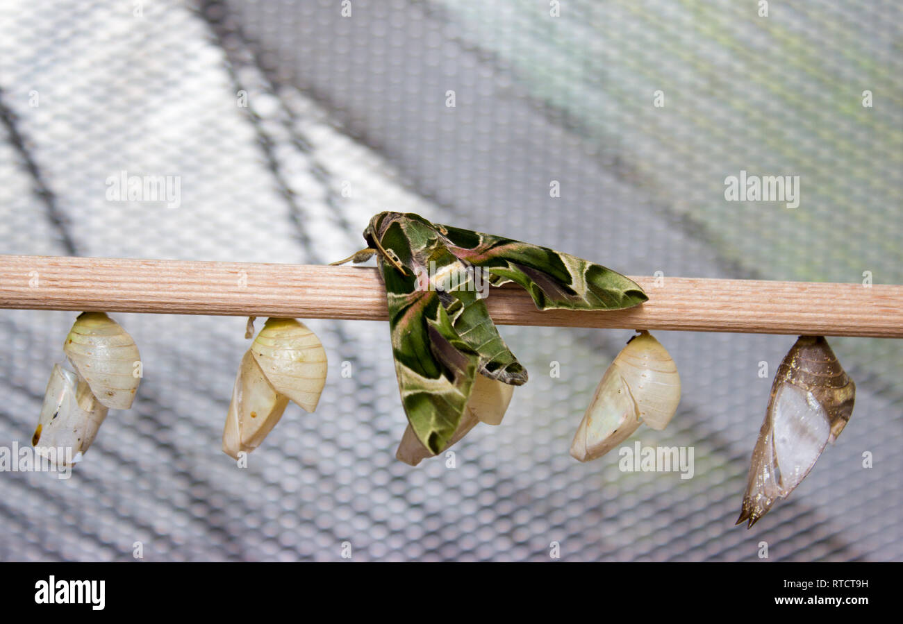 Daphnis nerii, l'oleander hawk-moth ou vert armée d'amphibien est de la famille des Hylidés. Le papillon est sur bois avec capot papillon. Banque D'Images
