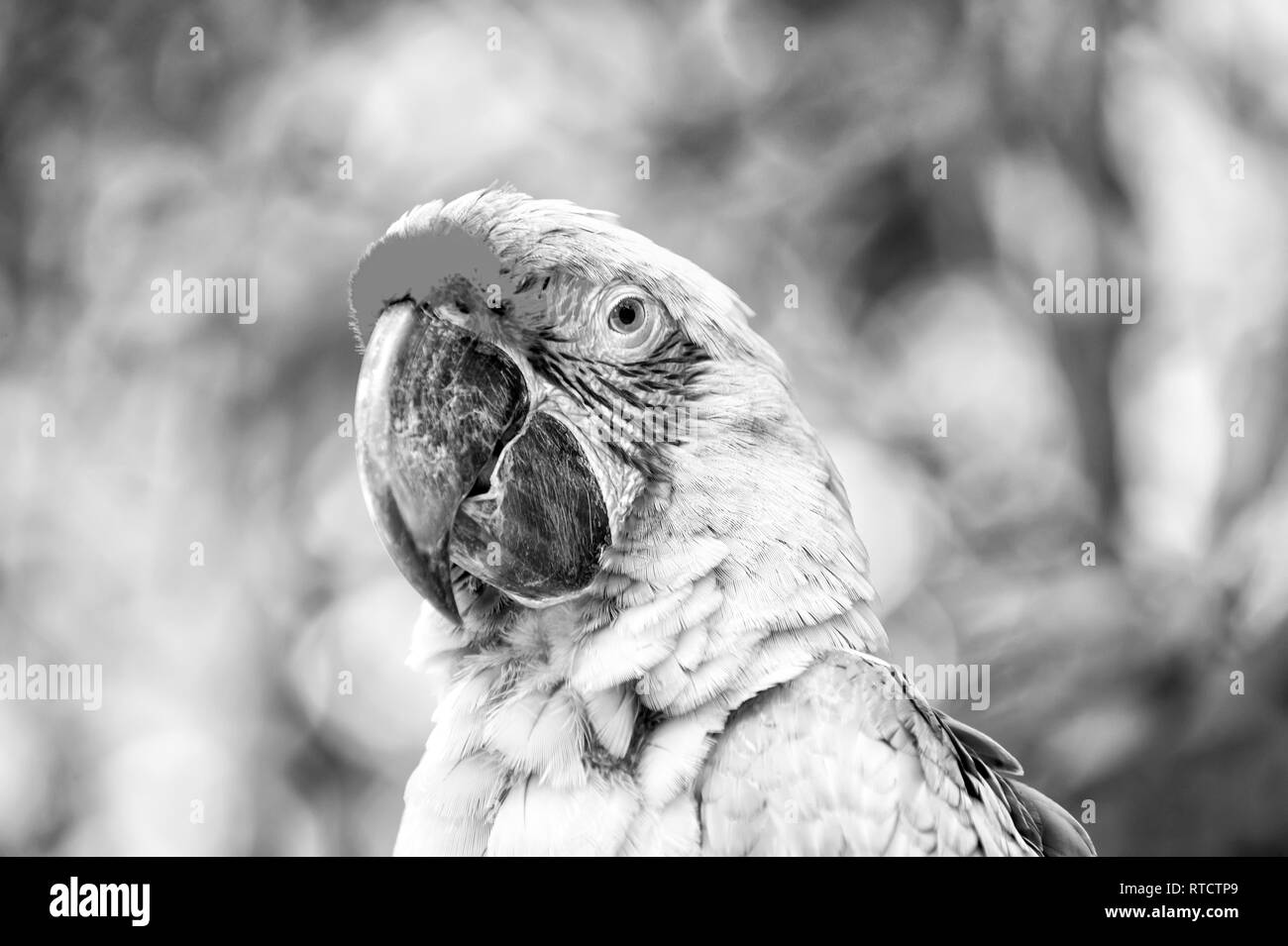 Perroquet ara, beau mignon drôle d'oiseaux à plumes vert et rouge sur fond vert en plein air Banque D'Images