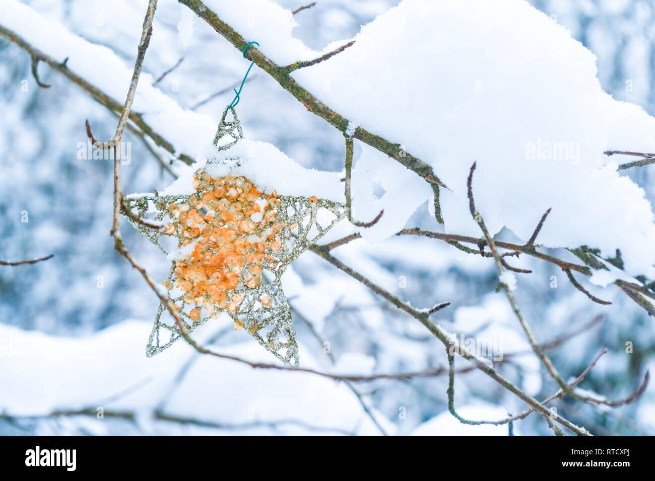 Décorations de Noël en forme d'étoile avec gold sparkle suspendu à un arbre dans une forêt, après les chutes de neige, qui représente l'heure d'hiver, Noël, les vacances et l'hiver Banque D'Images