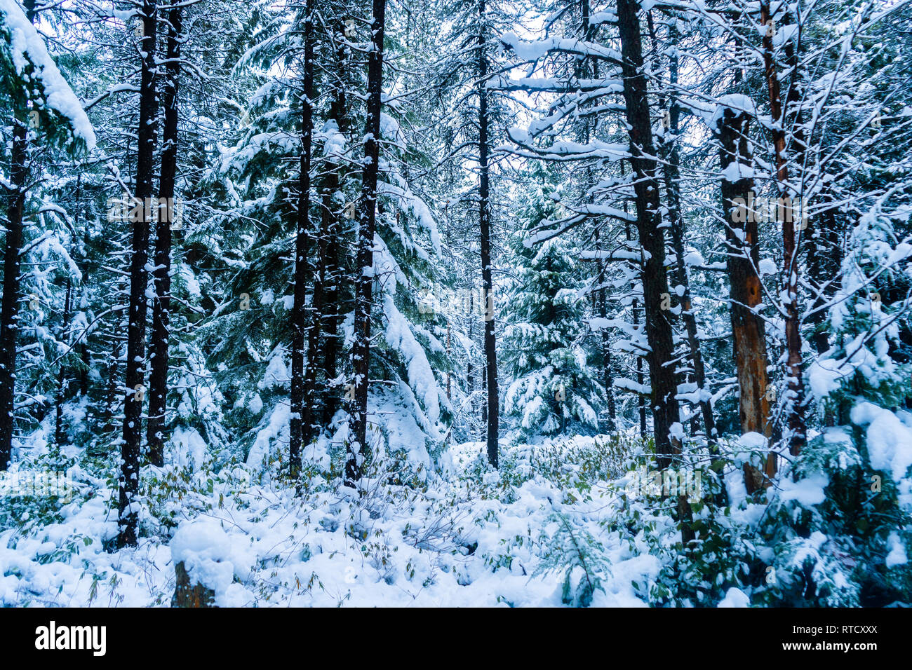 Grands arbres forestiers couverts dans la neige après une tempête de neige, avec des chutes de neige sur un sol forestier. Les troncs des arbres sombres, dans un paysage hivernal surréaliste scenic. Banque D'Images