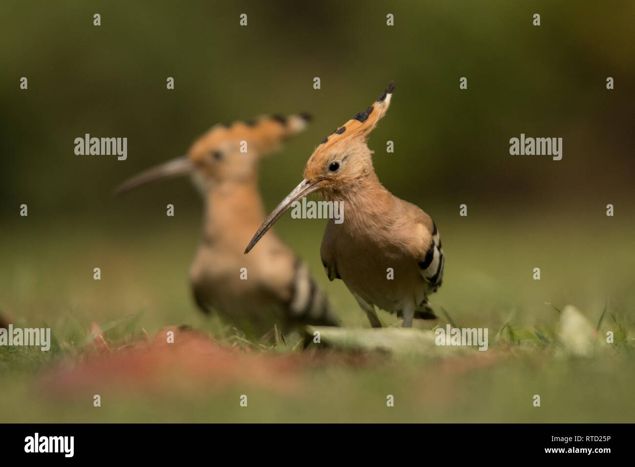 Huppe fasciée (Upupa epops) sur l'herbe Banque D'Images