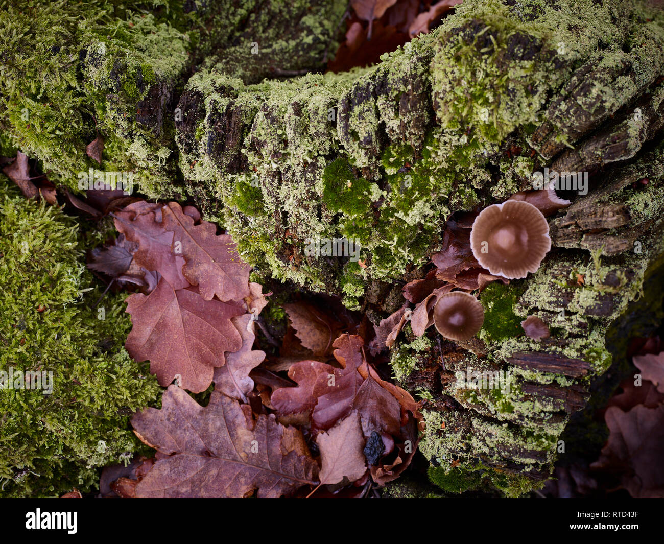 Résumé de la couverture morte avec souche d'arbre en décomposition, de champignons colorés et feuilles mortes Banque D'Images