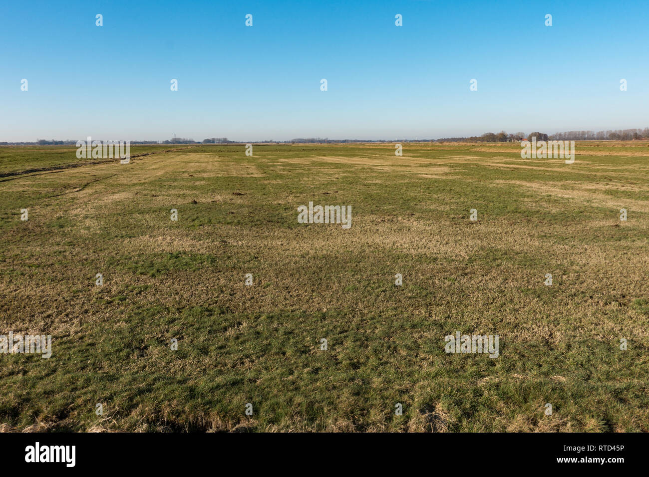 Télévision étendue de pâturage. Frise orientale, la Basse-Saxe. L'Allemagne. Banque D'Images