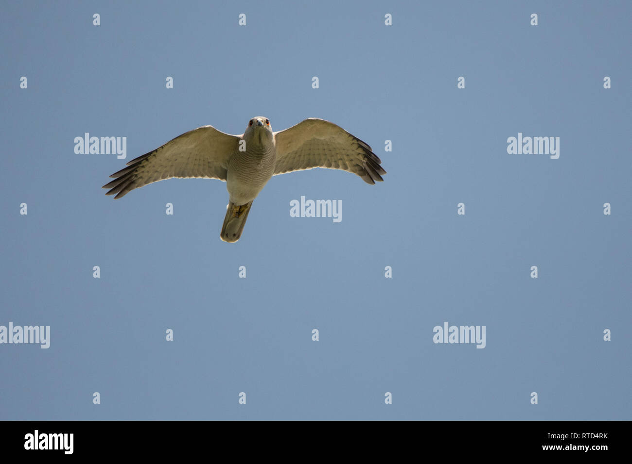 L'oiseau de proie vole contre le ciel. Shikra (Accipiter badius). Safa Park. Dubaï. Émirats arabes unis Banque D'Images
