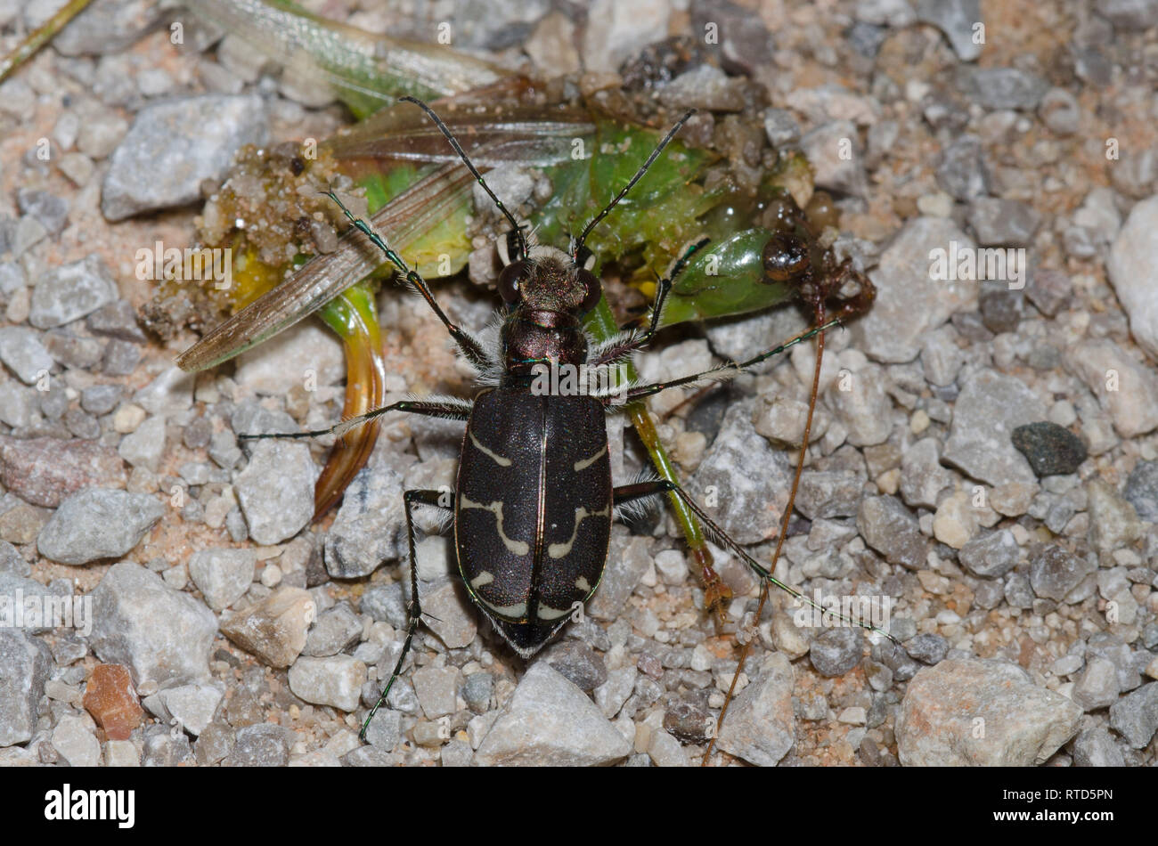 Bordée d'Oblique Tiger Beetle, Cicindela tranquebarica, les charognards sur roadkill Banque D'Images