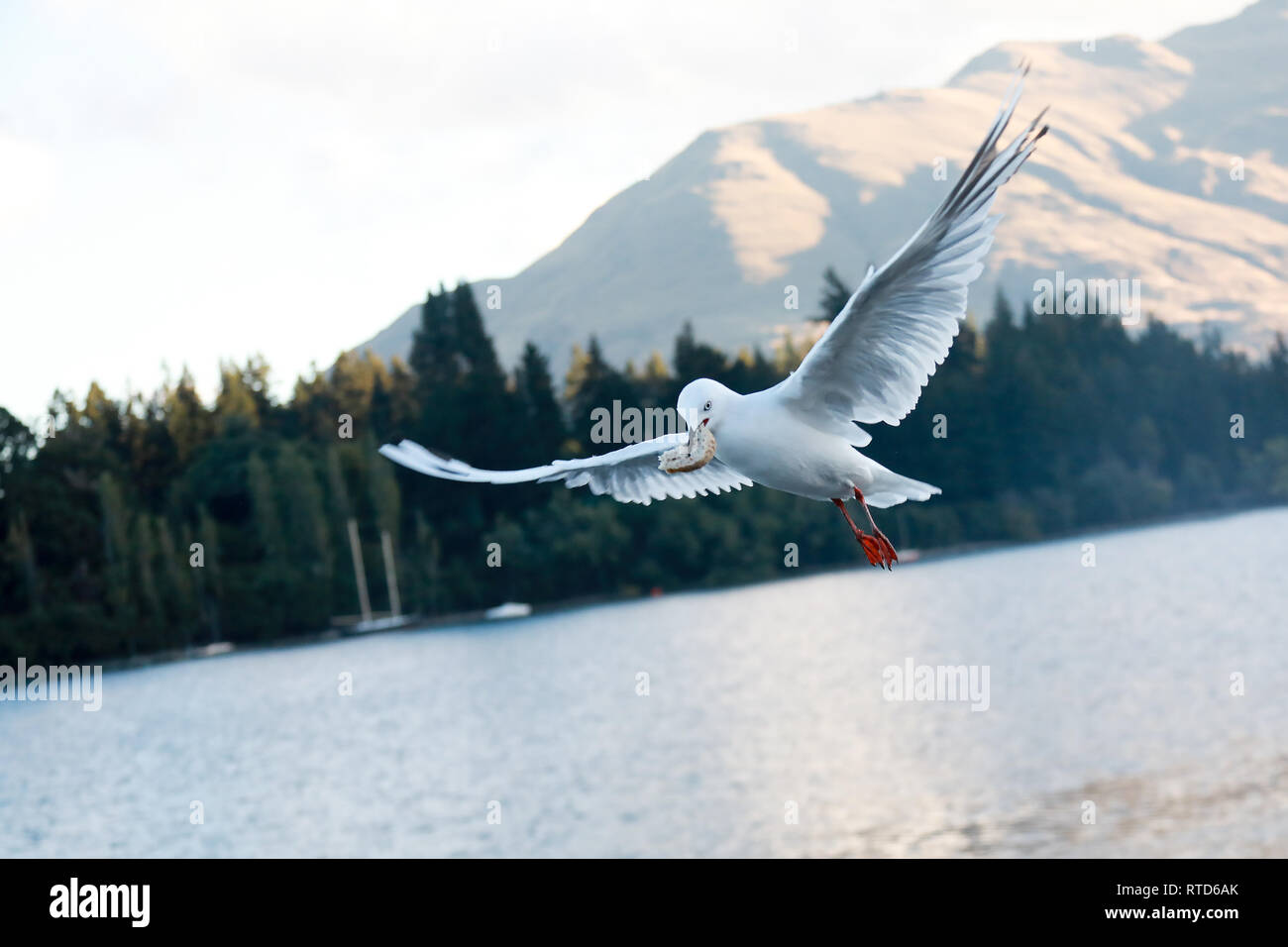 Pain noir Goéland holding dans le port de Queenstown, le lac Wakatipu sous le soleil qui traverse les nuages orageux, Nouvelle-Zélande Île du Sud Banque D'Images