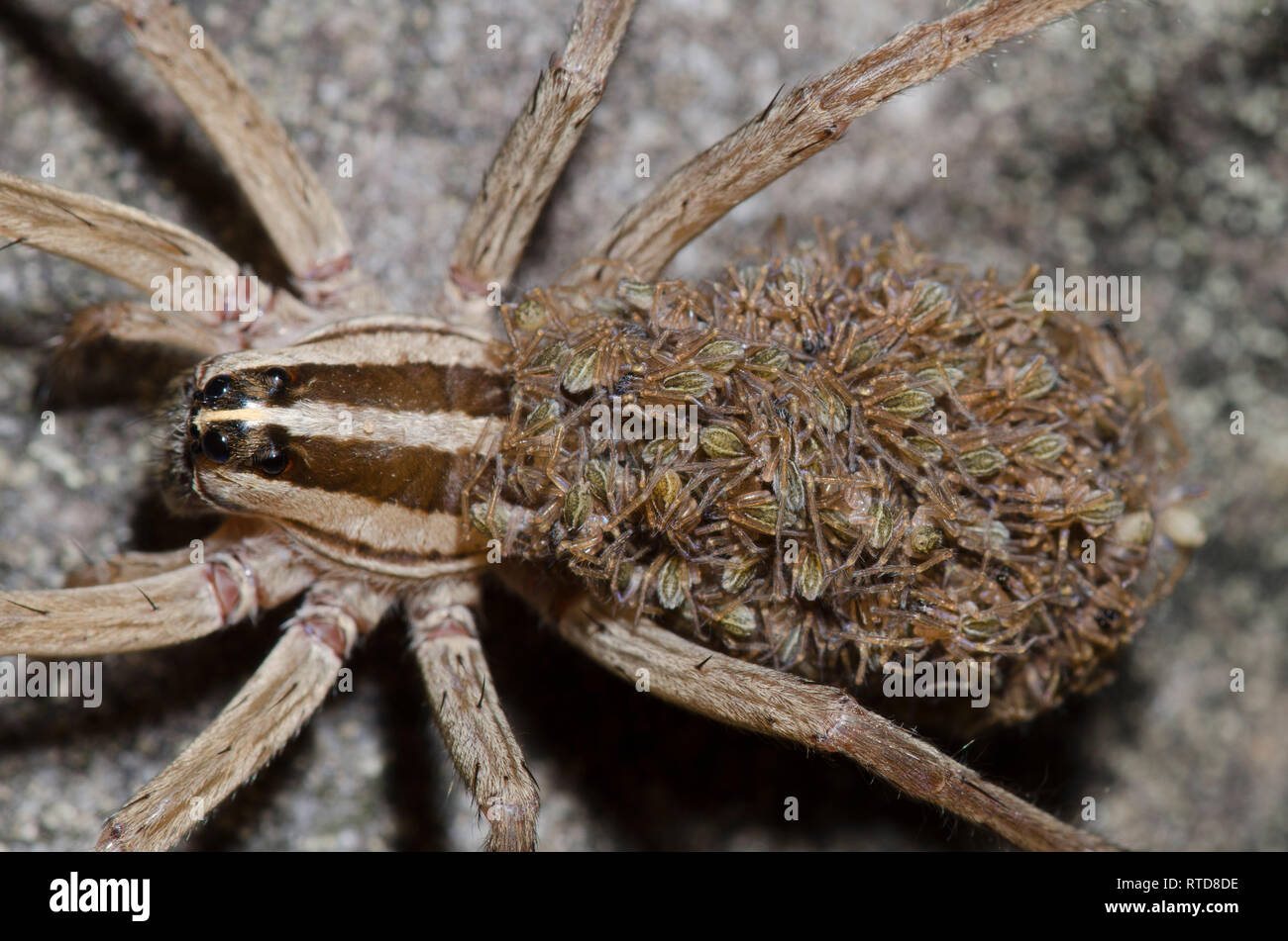 Wolf Spider, Rabidosa sp., femme avec des bébés Banque D'Images