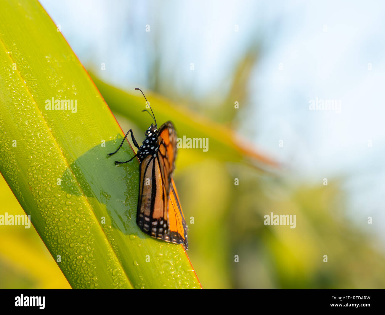 Papillon monarque repose momentanément sur la rosée laden feuille lin réchauffement au soleil du matin sur le mont Maungaui Tauranga, Nouvelle-Zélande. Banque D'Images