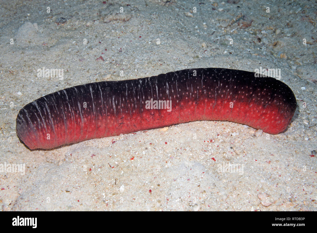 Rose et noir, de concombre de mer Holothuria (Halodeima) edulis. Aussi connu comme le concombre de mer comestibles. Uepi, Îles Salomon. Mer, Océan Pacifique Salomon Banque D'Images