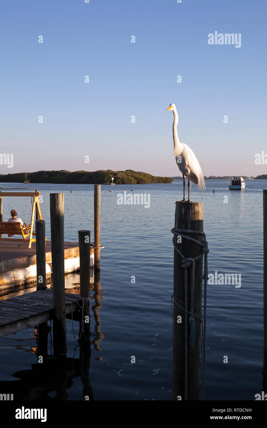 Une grande aigrette se dresse sur une perche en bois près de Anna Maria Island, Floride, USA. Banque D'Images