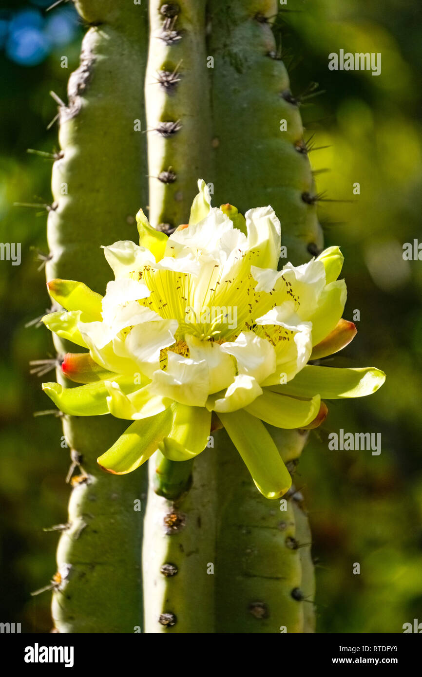Grande fleur de cactus apple péruvienne, en Californie Banque D'Images