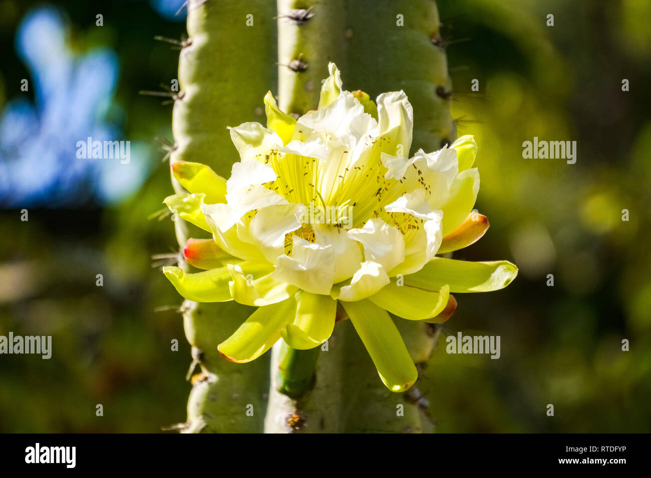 Grande fleur de cactus apple péruvienne, en Californie Banque D'Images