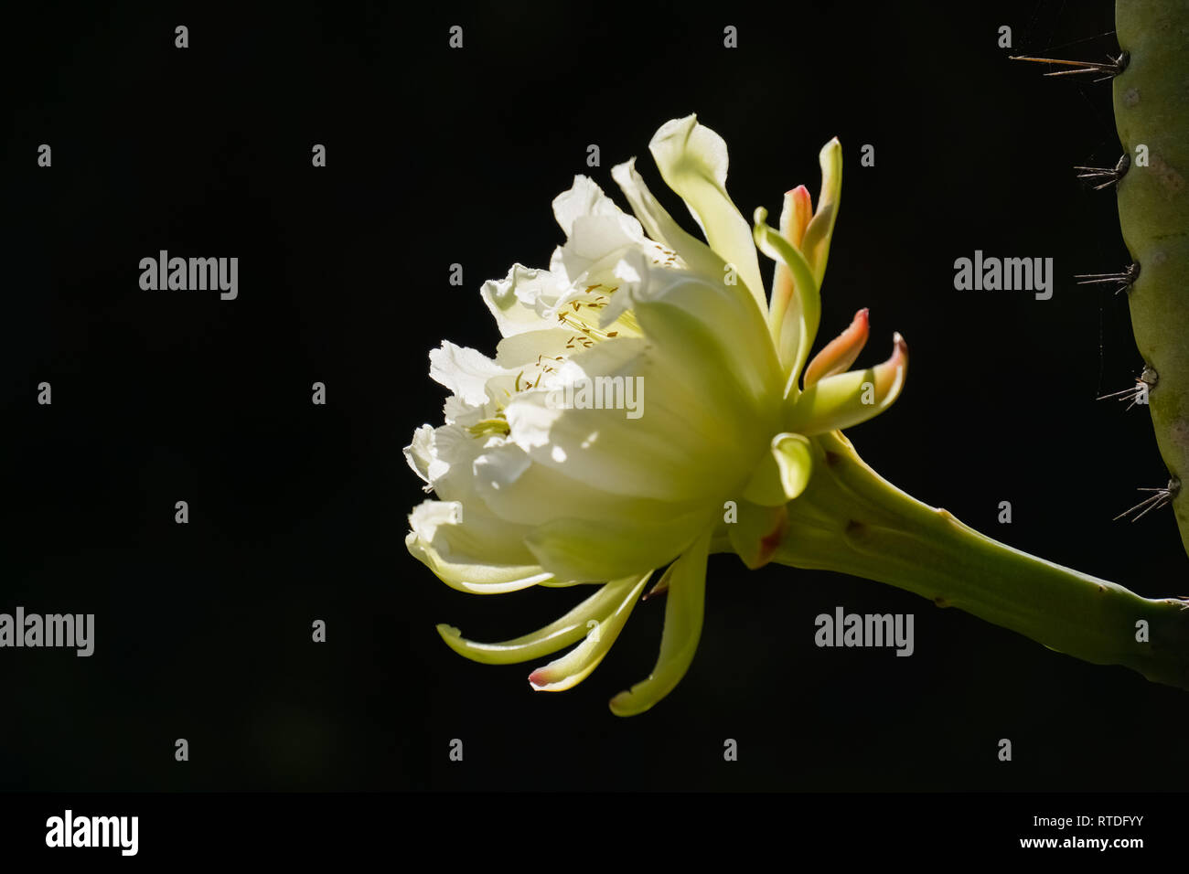 Grande fleur de cactus apple péruvien sur fond noir, en Californie Banque D'Images