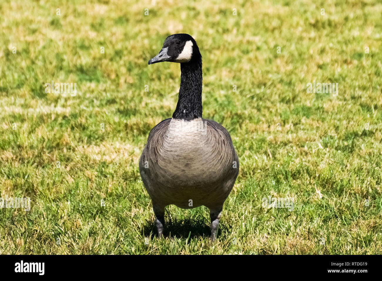 Canada goose sur un parc pré, Californie Banque D'Images