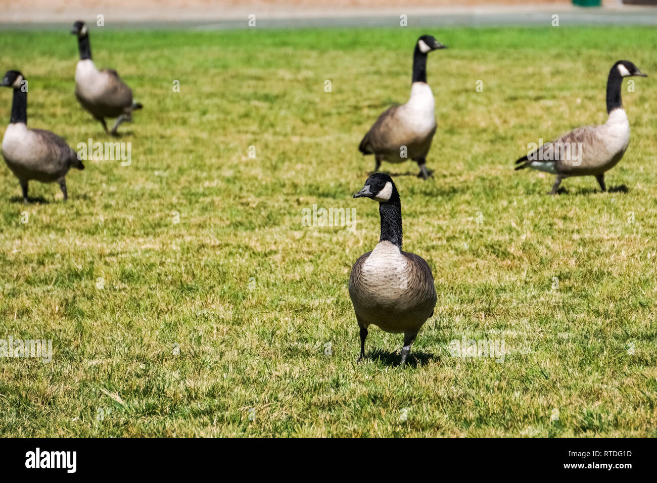 La bernache du Canada dans un parc, prairie, Californie Banque D'Images