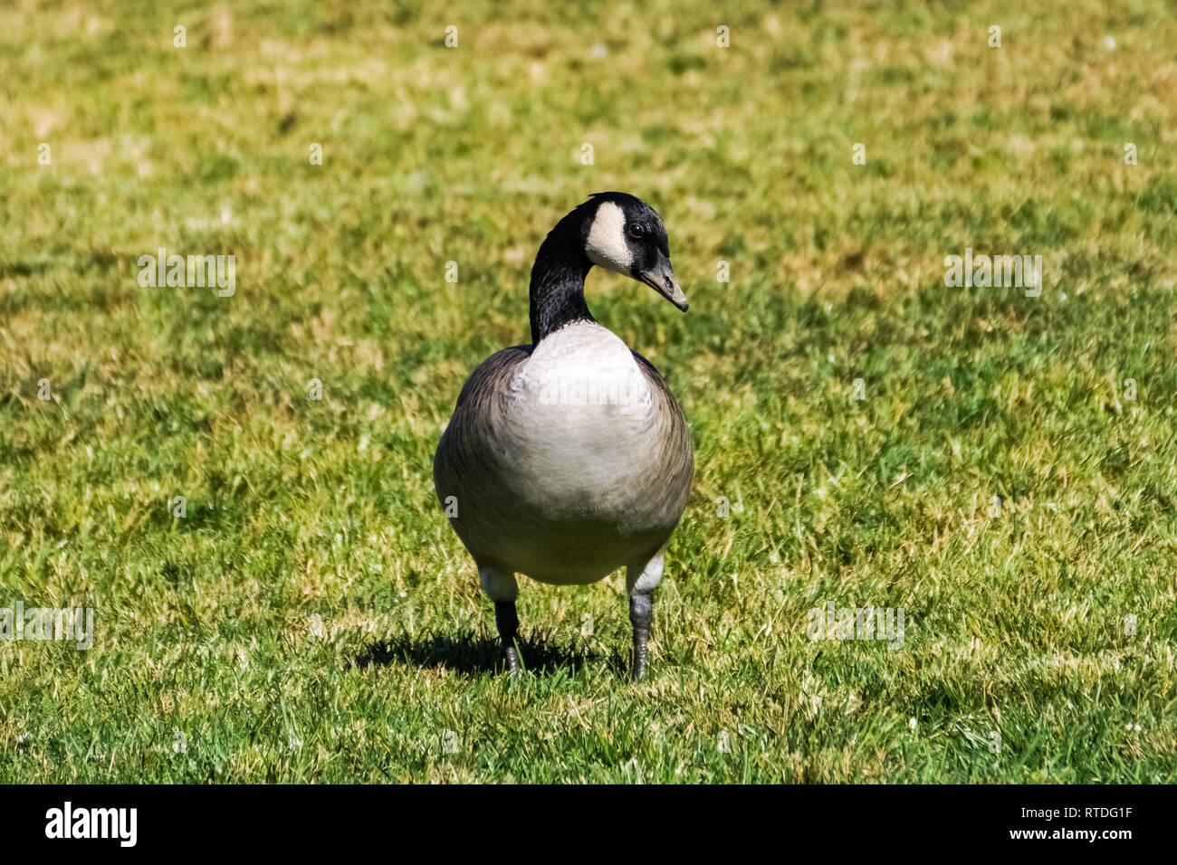 Canada goose sur un parc pré, Californie Banque D'Images