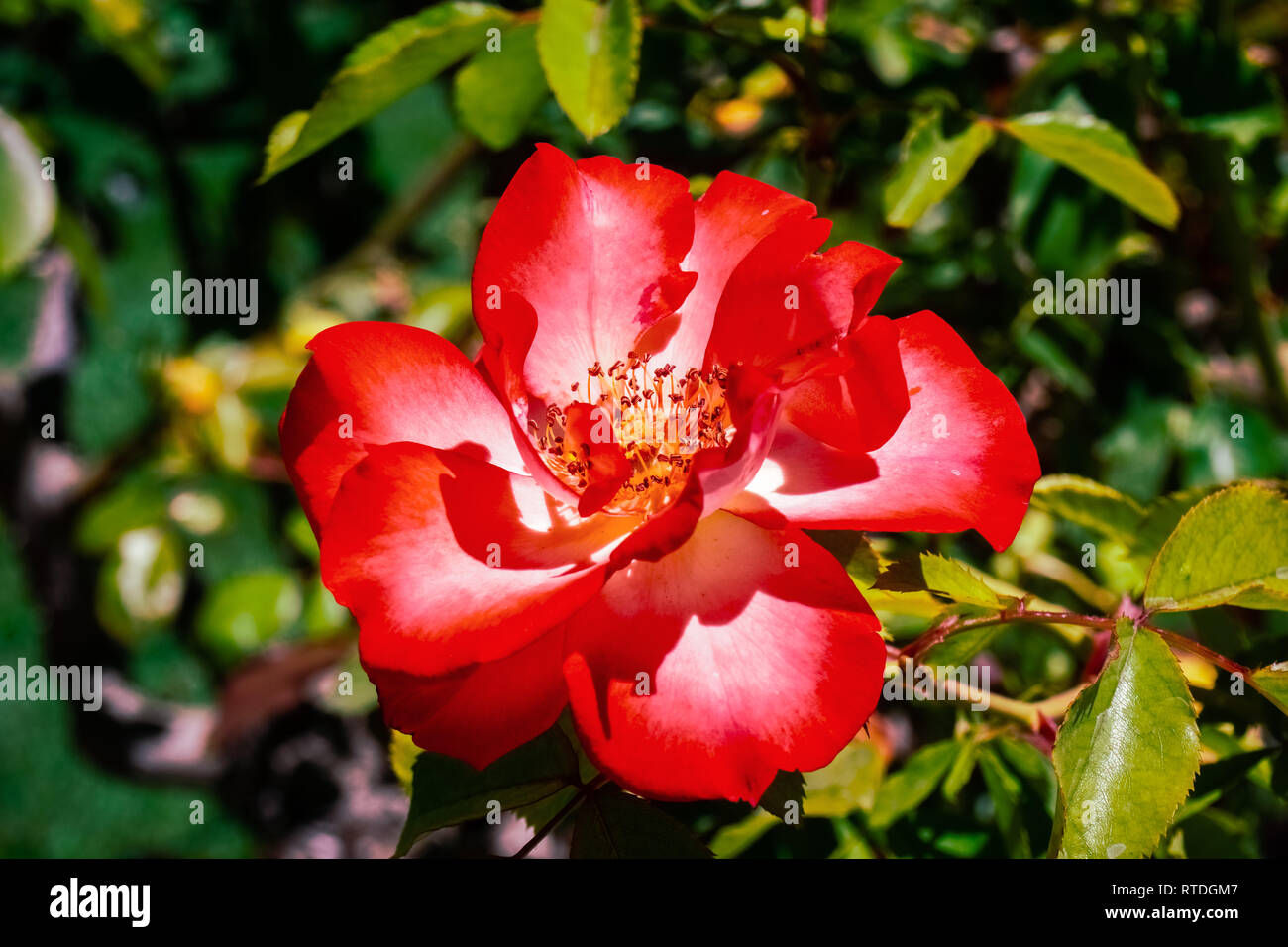 Grande fleur rose rouge, en Californie Banque D'Images