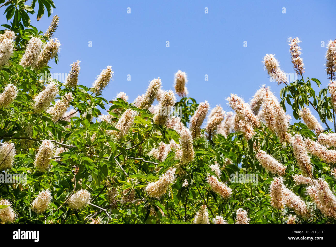 California buckeye Aesculus californica (fleurs) Banque D'Images