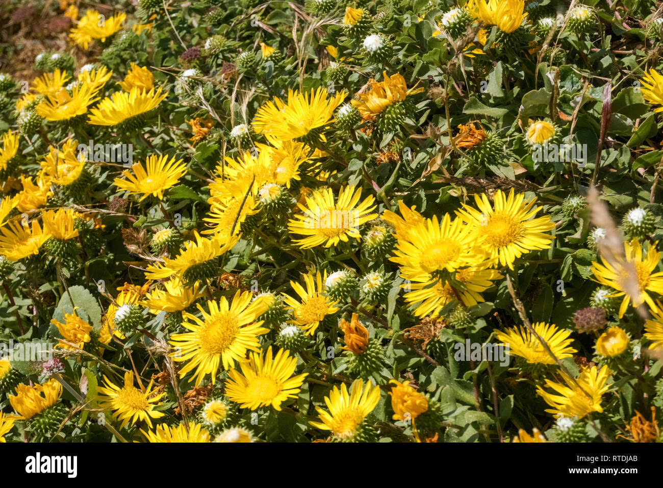 Grande Vallée Gumweed, Grande Vallée (Gumplant Grindelia camporum, Grindelia robusta) floraison, Californie Banque D'Images