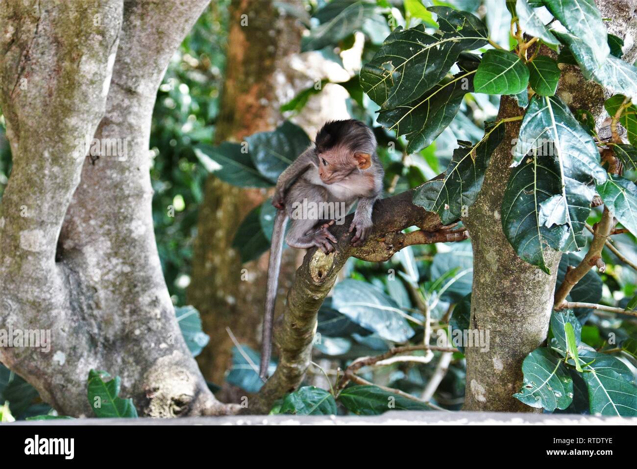 Balinais juvéniles harelde de singe dans la forêt des singes sacrés Sanctuaire (forêt des singes d'Ubud à Bali, Indonésie. Banque D'Images