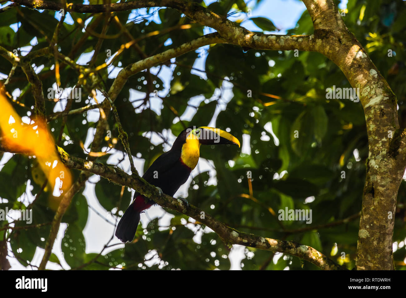 Tucan, poitrine jaune oiseau du grand bec jaune avec black, ainsi que son plumage. Choco toucan (Ramphastos Brevis) Banque D'Images