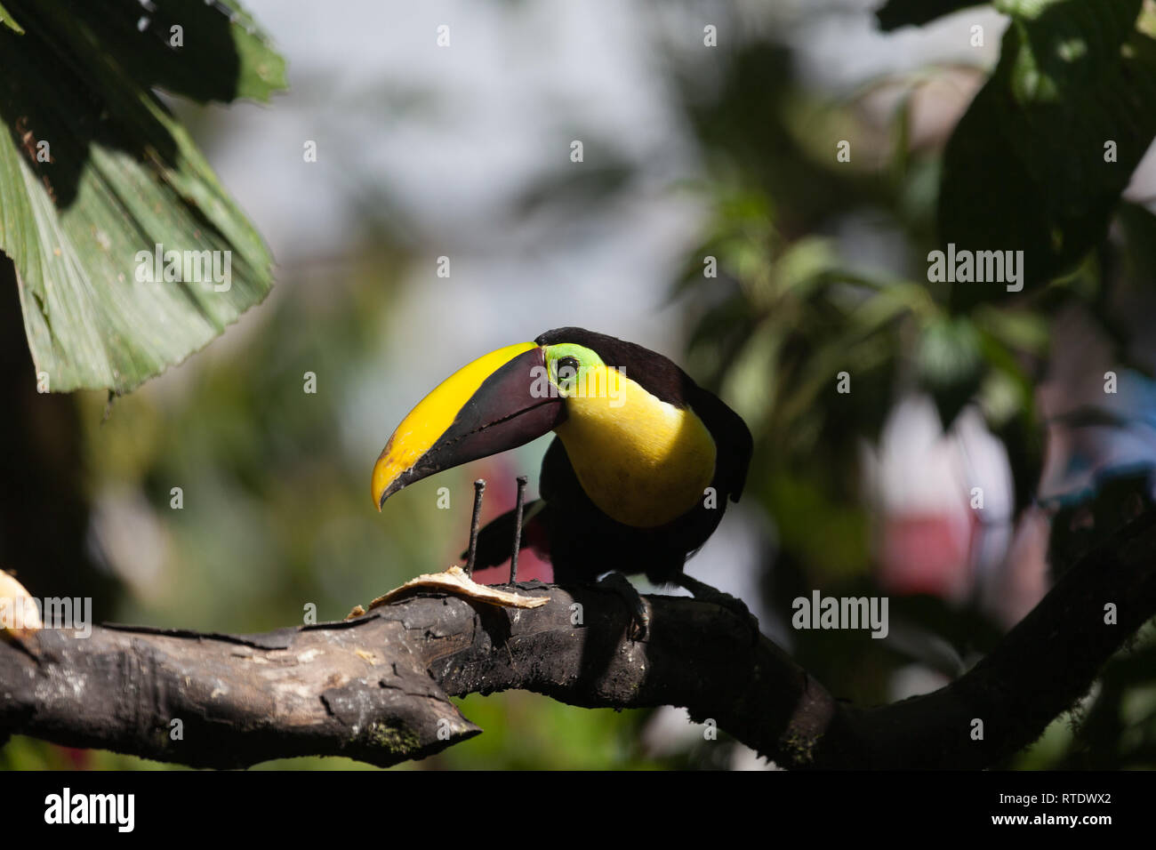 Tucan, poitrine jaune oiseau du grand bec jaune avec black, ainsi que son plumage. Choco toucan (Ramphastos Brevis) Banque D'Images