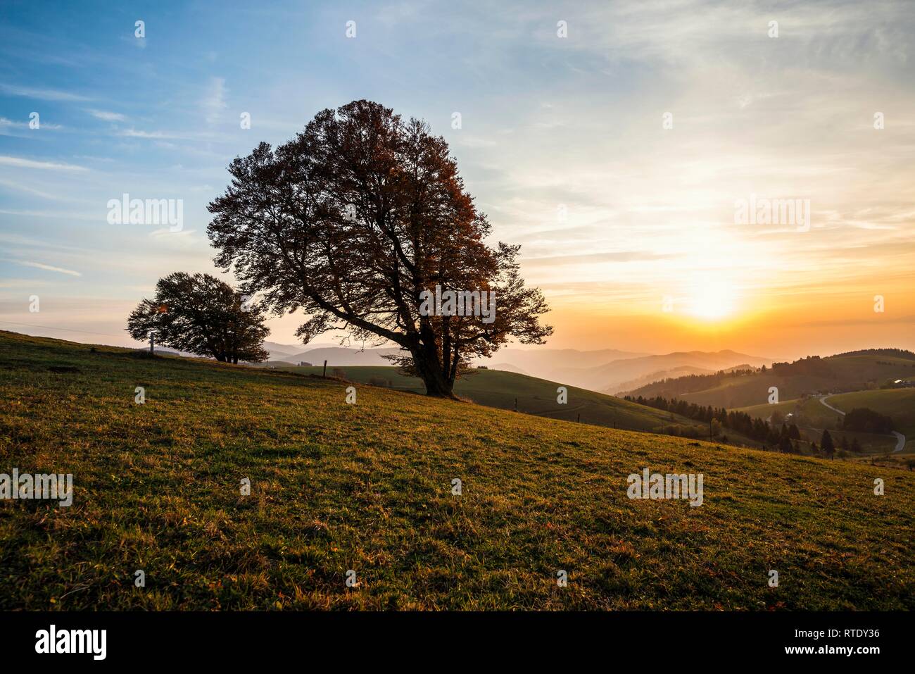 Les pâturages du bois de hêtres (Fagus) à l'automne en face d'un paysage vallonné, coucher de soleil, Schauinsland, Forêt-Noire, Bade-Wurtemberg Banque D'Images