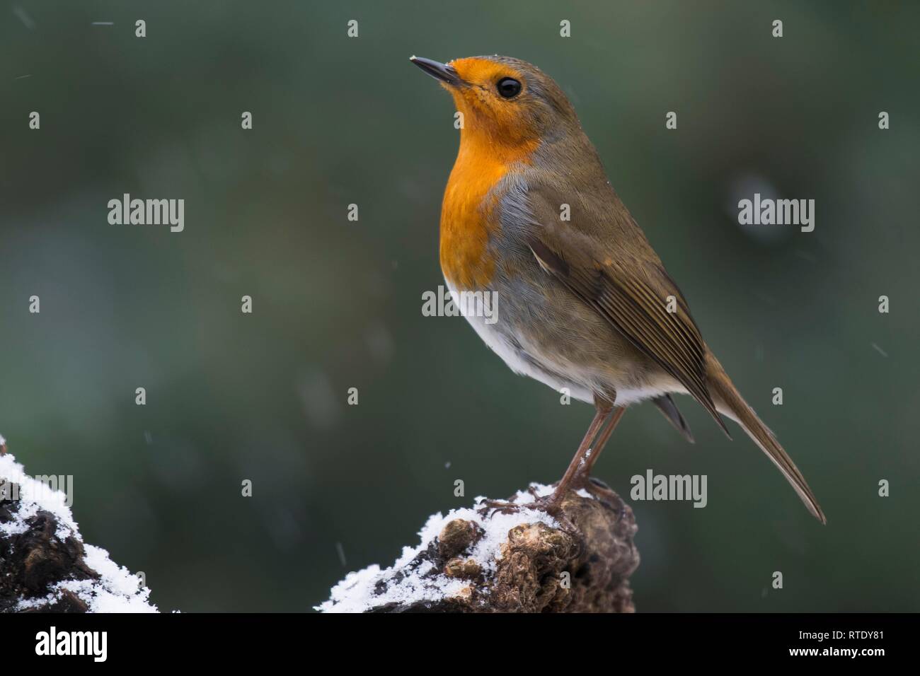 European robin (Erithacus rubecula aux abords), est assis sur une souche d'arbre lors de chutes de neige, de l'Ems, Basse-Saxe, Allemagne Banque D'Images