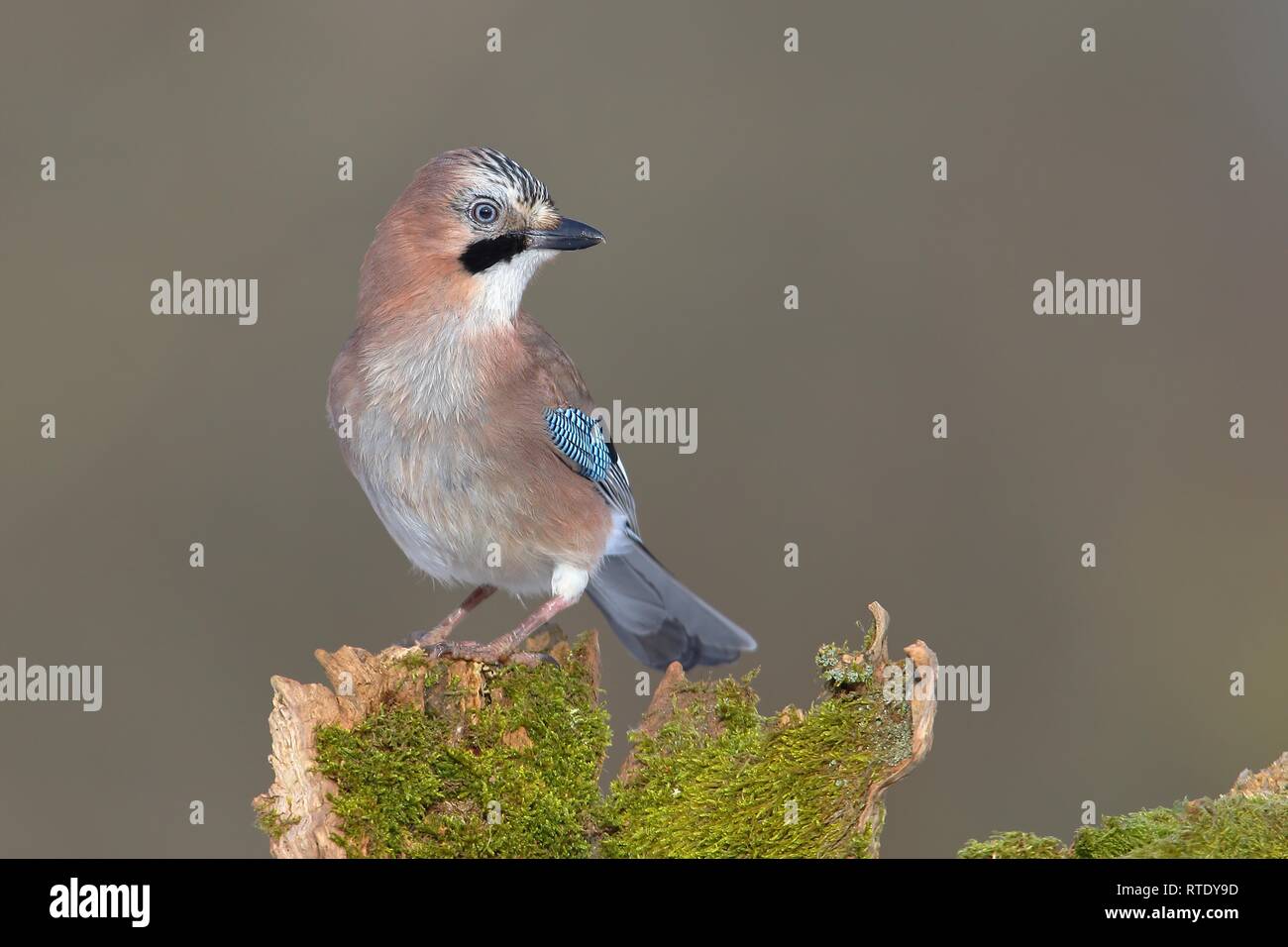 Eurasian jay (Garrulus glandarius) est assis sur une souche moussue, Rhénanie du Nord-Westphalie, Allemagne Banque D'Images