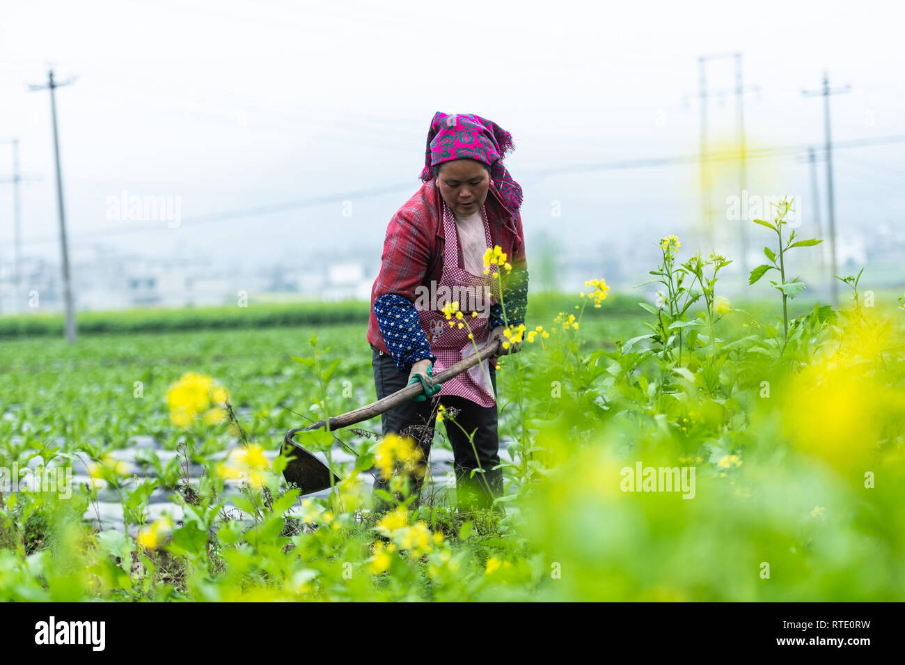 Liupanshui, province du Guizhou en Chine. 28 Février, 2019. Un agriculteur travaille dans le champ en Langdai ville de Liupanshui, province du Guizhou, au sud-ouest de la Chine, le 28 février 2019. Récemment, le gouvernement du Guizhou a augmenté les efforts de réduction de la pauvreté dans des domaines tels que la réinstallation, la sécurité de l'eau potable, l'éducation obligatoire et les soins de santé dans les zones rurales. Credit : Tao Liang/Xinhua/Alamy Live News Banque D'Images