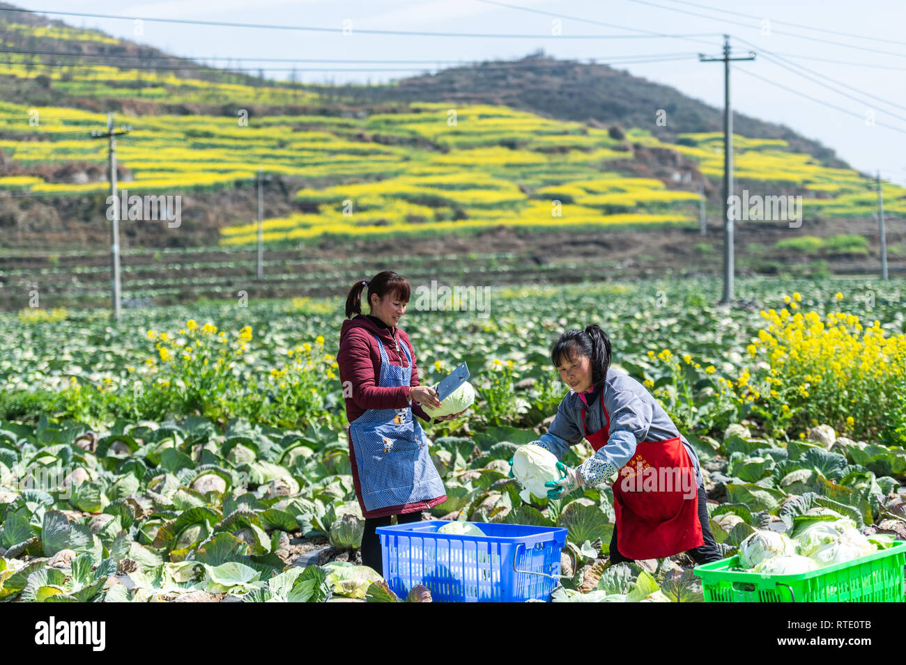 Liupanshui, province du Guizhou en Chine. 28 Février, 2019. Les agriculteurs récoltent les choux dans Langdai ville de Liupanshui, province du Guizhou, au sud-ouest de la Chine, le 28 février 2019. Récemment, le gouvernement du Guizhou a augmenté les efforts de réduction de la pauvreté dans des domaines tels que la réinstallation, la sécurité de l'eau potable, l'éducation obligatoire et les soins de santé dans les zones rurales. Credit : Tao Liang/Xinhua/Alamy Live News Banque D'Images