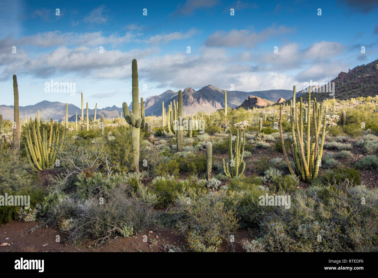 Paysages pittoresques le long de la boucle de route Puerto Blanco, orgue Pipe Cactus National Monument, le centre-sud de l'Arizona, USA Banque D'Images