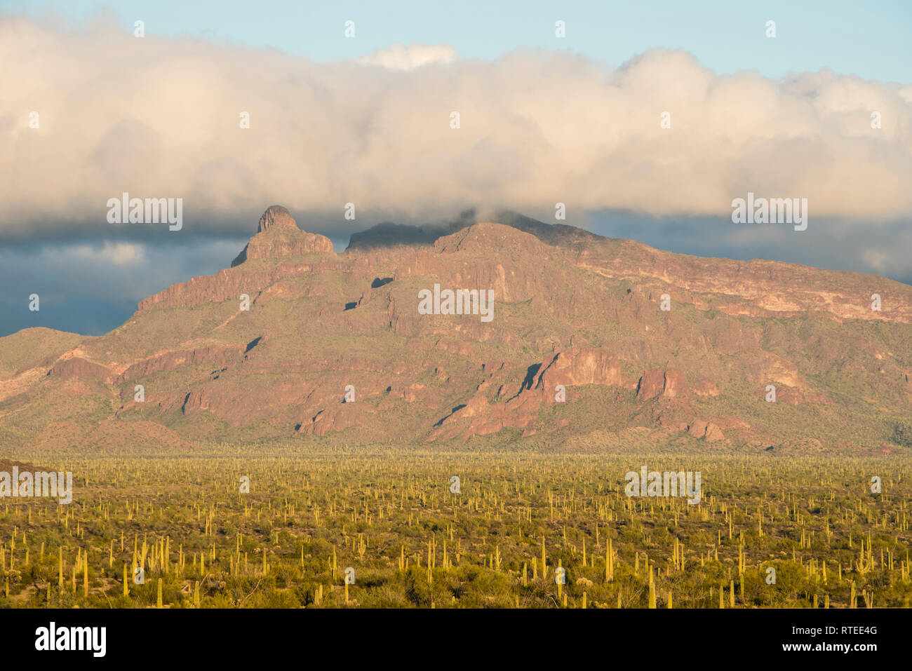 Nuages sur le tuyau d'orgue en gamme Ajo Cactus National Monument, le centre-sud de l'Arizona, USA Banque D'Images