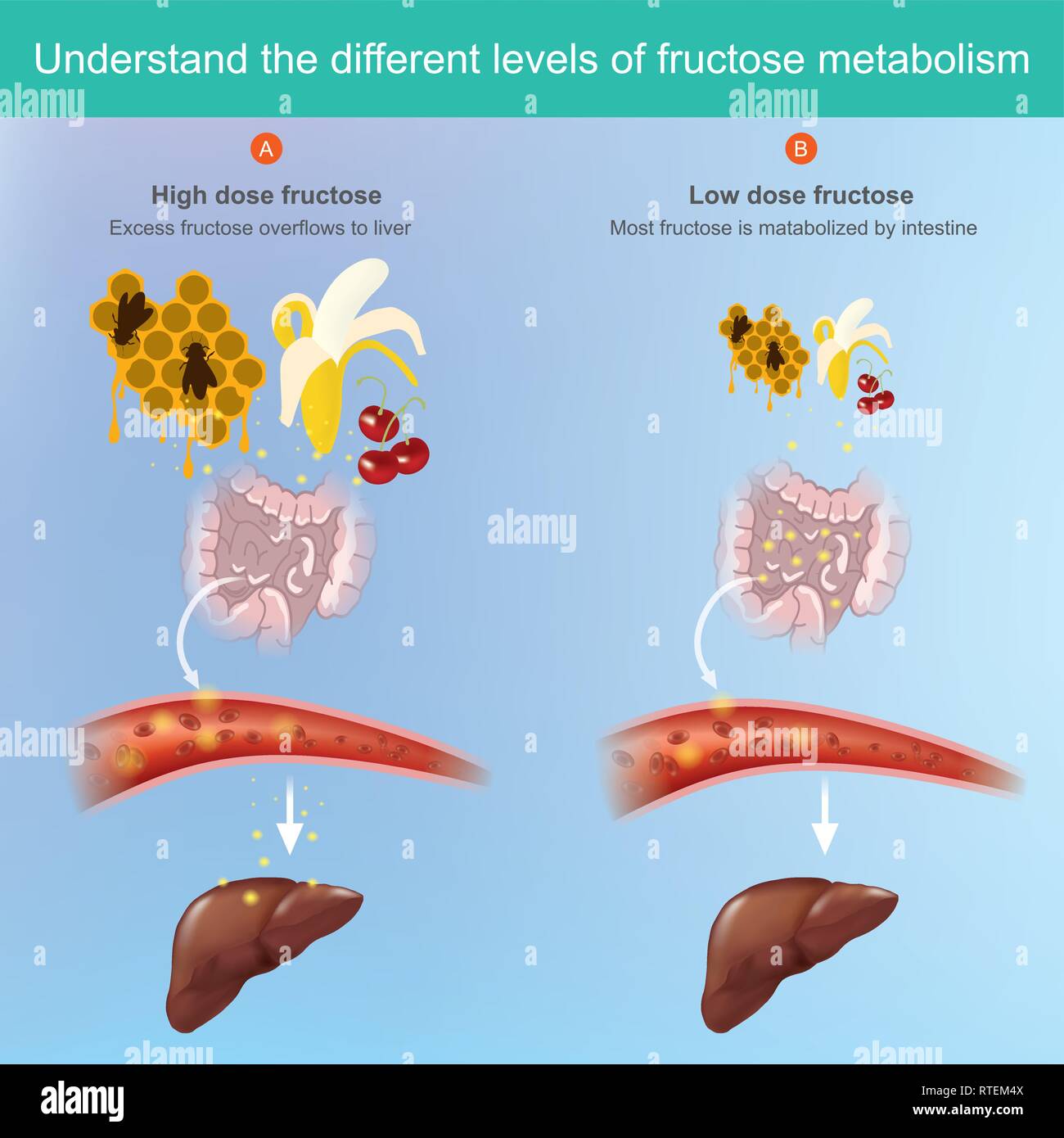Le fructose vient du fruit et peut être absorbée dans le flux sanguin. Illustration de Vecteur