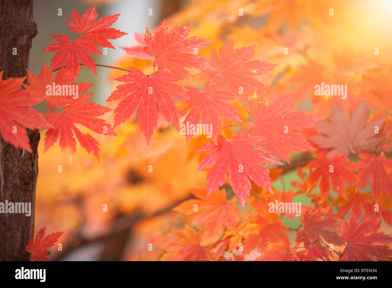Feuilles d'érable colorées en automne pour le fond pour le texte Banque D'Images