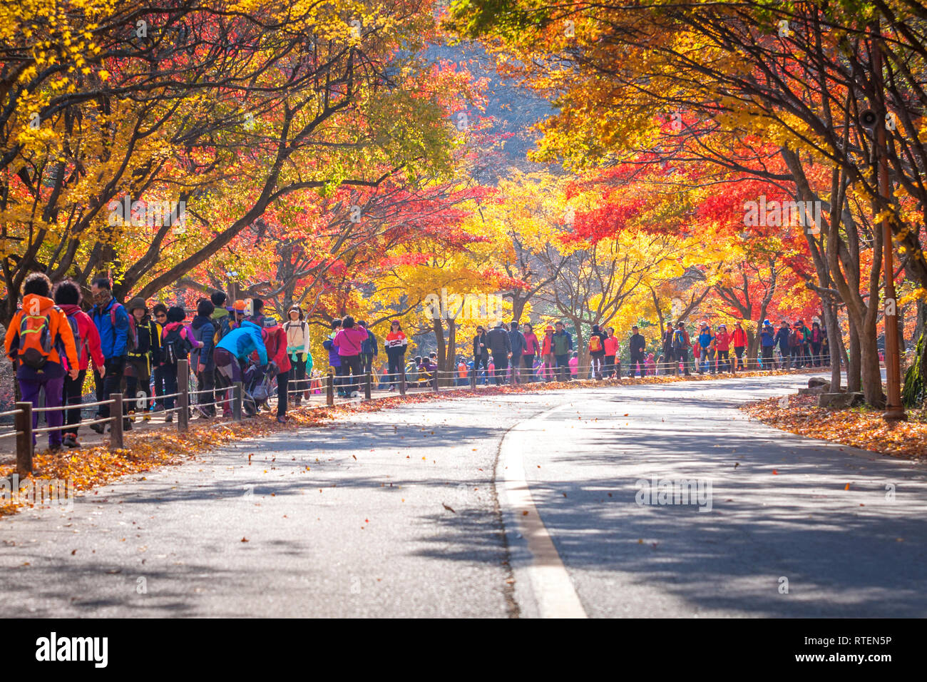 JEOLLABUK-DO, CORÉE - 10 NOVEMBRE 2014 : paysage d'automne de Corée ,Naejangsan national park dans la saison d'automne,Corée du Sud, le 10 novembre 2014. Banque D'Images