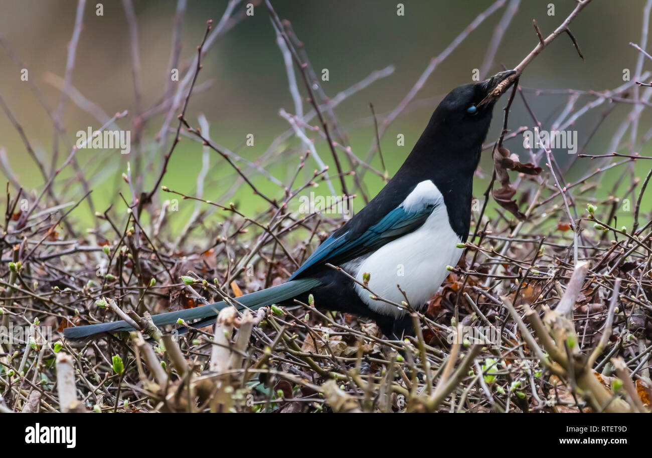 Oiseaux Pie bavarde (Pica pica) ramasser des brindilles pour un nid en hiver dans le West Sussex, Royaume-Uni. Banque D'Images