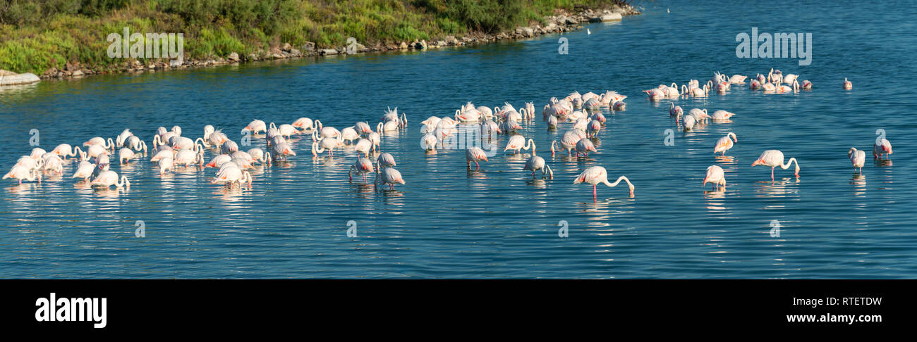 Flamant rose cherche de la nourriture dans les eaux peu profondes. Réserver Camargue. France Banque D'Images