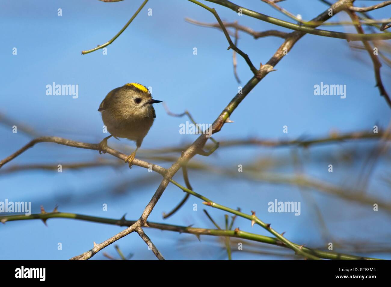 Goldcrest (Regulus regulus) parmi les branches d'un arbre d'aubépine, Sussex, UK Banque D'Images