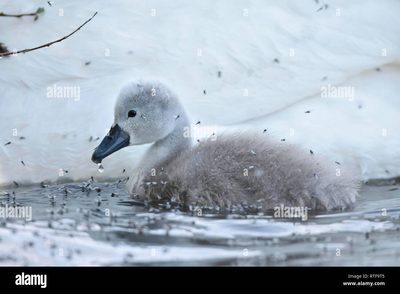 Mute swan (Cygnus olor), jeune animal entouré par beaucoup de moustiques, Saxe, Allemagne Banque D'Images